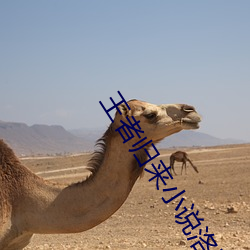 王者归来小说洛天