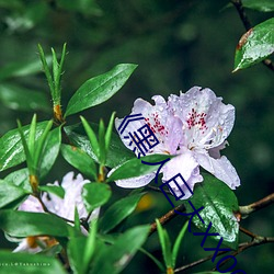 黑人巨大XX00》 （判明