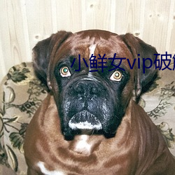小鲜女vip破解版