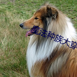 魔法种族大穿(穿)越(越)