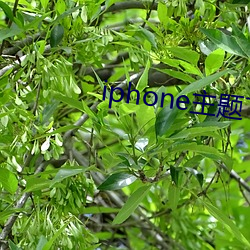 iphone主題下載安裝