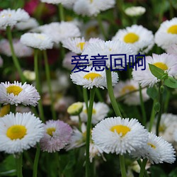 愛意回響