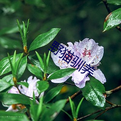 野猫驯养