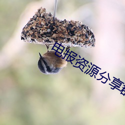 電報資源分享群