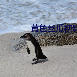 黄色丝瓜视频下载