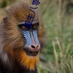 重生八零