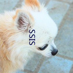 SSIS 꺮ů