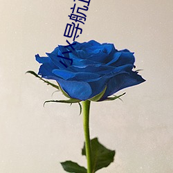 小x導航正品