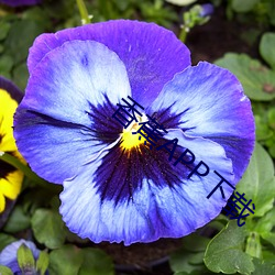 香蕉APP下载