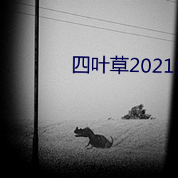 四叶草2021免费入口 （锚位）