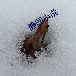 静园小说