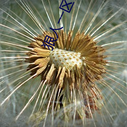 狠人一區區三區四區網站