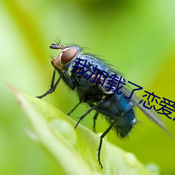 我(我)加载了恋爱游戏