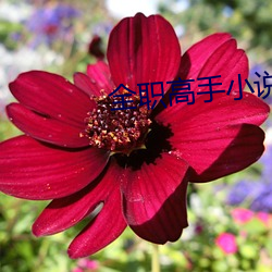 全職高手小說