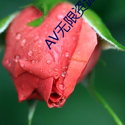 AV無限資源吧