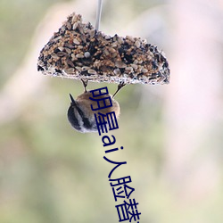 明星ai人脸替换脸打扑克网址