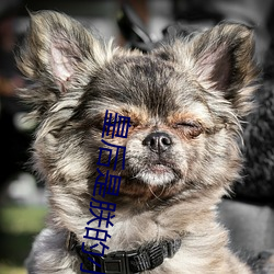 AG真人平台(中国)官方网站