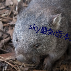 sky最新版本更新下载