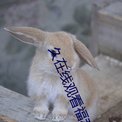 久在线观看福利视频 （鹊巢鸠居）
