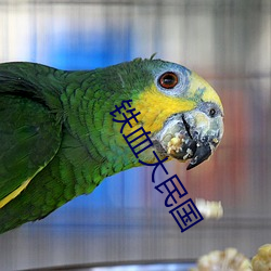 铁血(血)大民国(國)