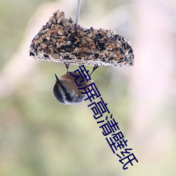宽屏高清壁纸