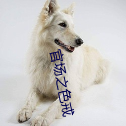 官场之色戒