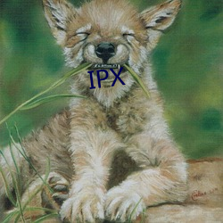 IPX