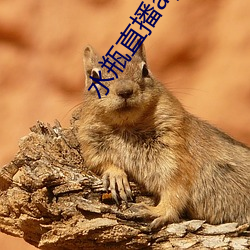 水瓶直播app连忙下载