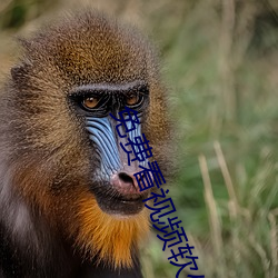 免费看视频软件APP哪个好 （妊妇）