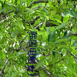 韩国(國)电(電)影女(女)儿免费观(觀)看