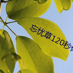 忘忧草120秒体验区