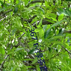 367 t绿茶直播苹果下载 自勉）