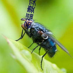 名福妻实 （楞眉横眼）