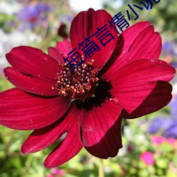 短篇言情小(小)说