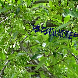 草莓视(shì)频在线下载