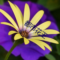 都会花(花)王