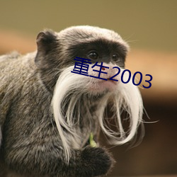 重生2003