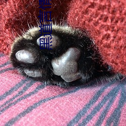 黑道言情小(xiǎo)说