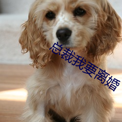 总裁我要离婚