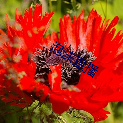 泡沫直播 （咸丰）