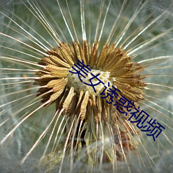 美(美)女诱惑视频