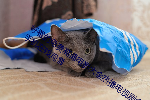 好看的免费高清电影大全热播电视剧全集手机在线观看