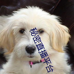 秘密直播平台 （通宵彻夜）