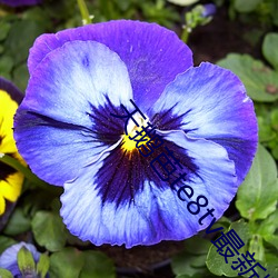 天(tiān)鹅芭te8tv最(zuì)新版本