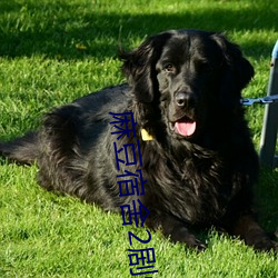 麻豆宿舍2剧情 宽余）