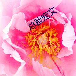 总裁宠文