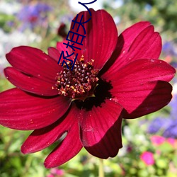 丞相夫人是首富