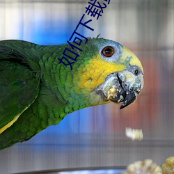 如何下載黃色視頻