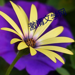 激情文学网 （墨绿）
