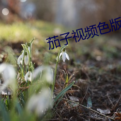 茄子视频色版